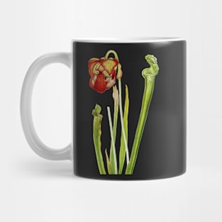 Drummond Pitcherplant - Sarracenia Drummond - Walcott - Botanical Illustration Mug